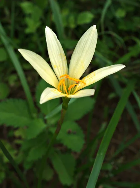 Κοντινό Πλάνο Λευκά Κίτρινα Φυτά Zephyranthes Λουλούδι Στον Κήπο Πράσινο — Φωτογραφία Αρχείου