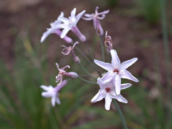 Closeup Λευκό Ροζ Λουλούδια Tulbaghia Violacea Alba Φυτά Στον Κήπο — Φωτογραφία Αρχείου