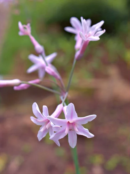 Zbliżenie Biały Różowy Tulbaghia Violacea Alba Kwiaty Rośliny Ogrodzie Rozmytym — Zdjęcie stockowe