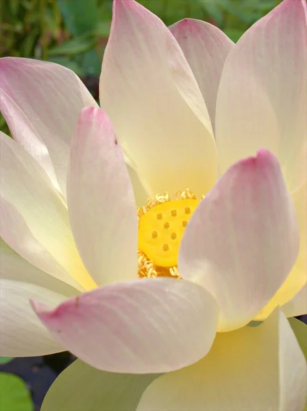 Closeup White Petals Nelumno Nucifera Holy Lotus Essential Oil Yellow — Stock Photo, Image