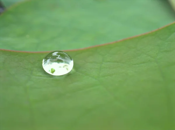 Zbliżenie Błyszcząca Kropla Wody Zielonym Liściu Rozmazanym Tłem Makro Obraz — Zdjęcie stockowe