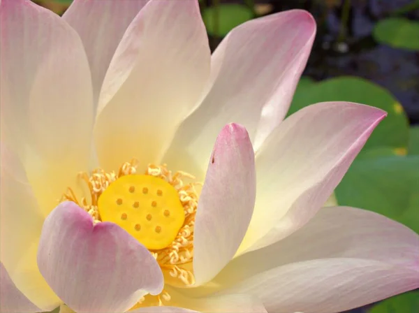 ネルムノ核フェラの白い花弁を閉じます 黄色の花粉と聖蓮エッセンシャルオイル 背景のためのマクロ画像 甘い色 — ストック写真