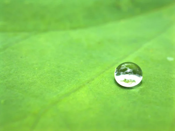 緑の葉の上に青い背景 マクロ画像 滴の壁紙で光沢のある水のドロップを閉じます — ストック写真