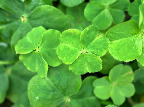 Närbild Gröna Blad Fyra Blad Klöver Trä Sorrel Oxalis Acetosella — Stockfoto