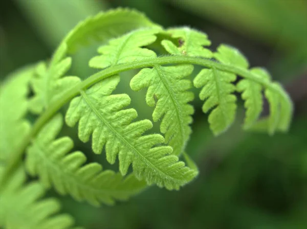 Közel Páfránylevél Növény Kert Zöld Homályos Háttér Természet Levelek Makró — Stock Fotó