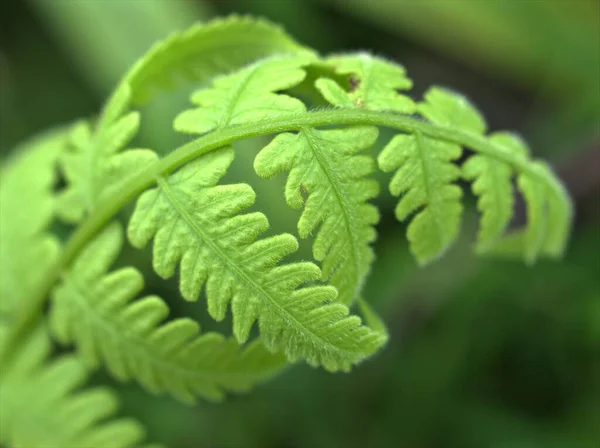 Närbild Ormbunksväxter Trädgården Med Grön Suddig Bakgrund Naturlöv Makrobild Mjukt — Stockfoto