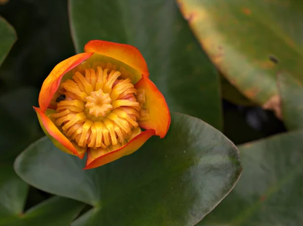 Closeup Orange Flower Nuphar Japonica Rubraticum Plants Garden Blurred Background — Stock Photo, Image