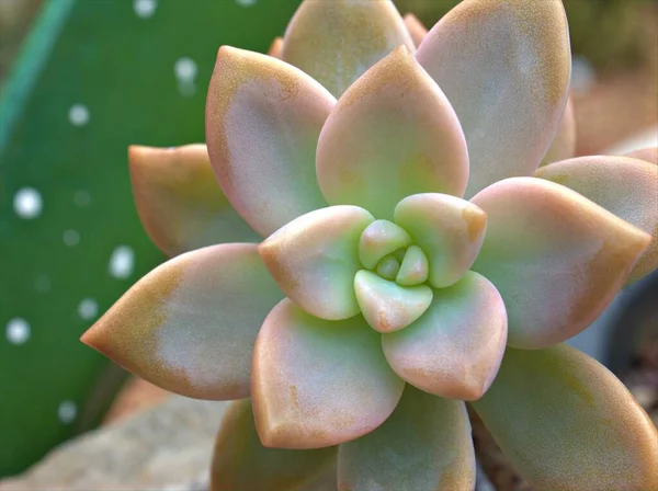 クローズアップ多肉植物エチェビア ゴースト植物 背景がぼやけたサボテン砂漠の植物 マクロ画像 甘い色 — ストック写真