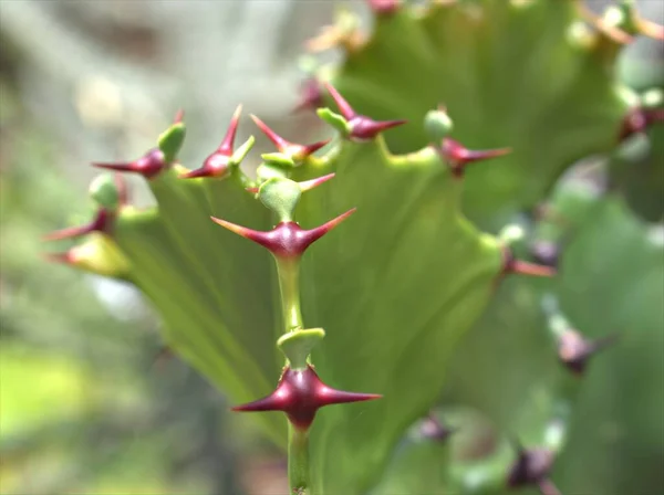 Closeup Green Cactus Euphorbia Resinifera Desert Plants Blurred Background Macro — Stock Photo, Image