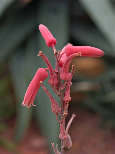 Detailní Růžový Oranžový Květ Aloe Suprafoliata Kniha Aloe Boekaalwyn Rostliny — Stock fotografie