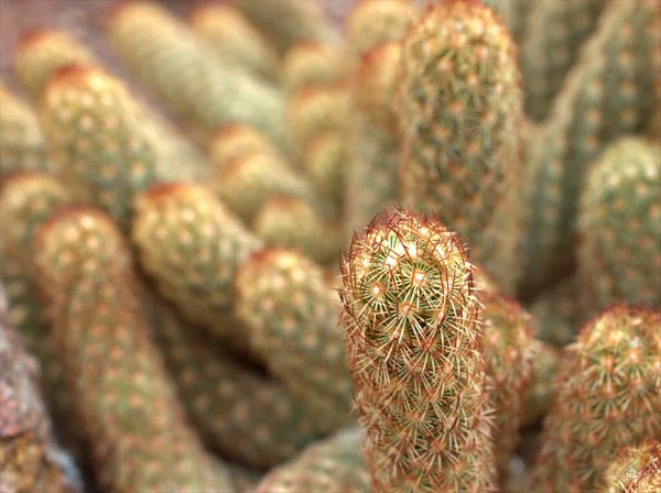 Close Planta Cleistocactus Com Flor Fundo Borrado Imagem Macro Cor — Fotografia de Stock