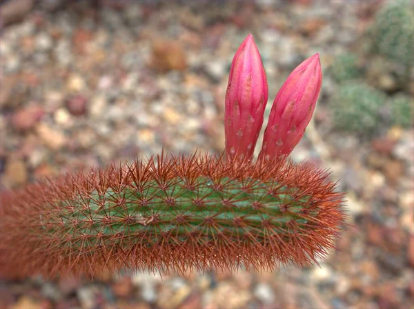 Close Του Φυτού Cleistocactus Λουλούδι Και Θολή Φόντο Μακροεικόνα Γλυκό — Φωτογραφία Αρχείου