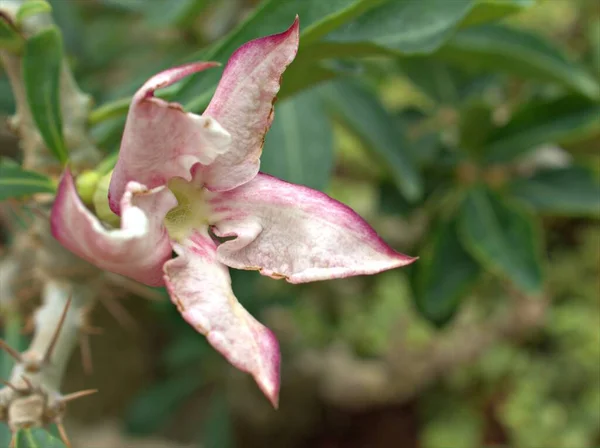 Closeup Pink Flower Pachypodium Saundersii Kudu Lily Succulent Plant Garden — Stock Photo, Image