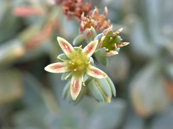 科西嘉石子花的密闭白花 多肉质的荒漠植物 背景模糊 宏观形象 — 图库照片