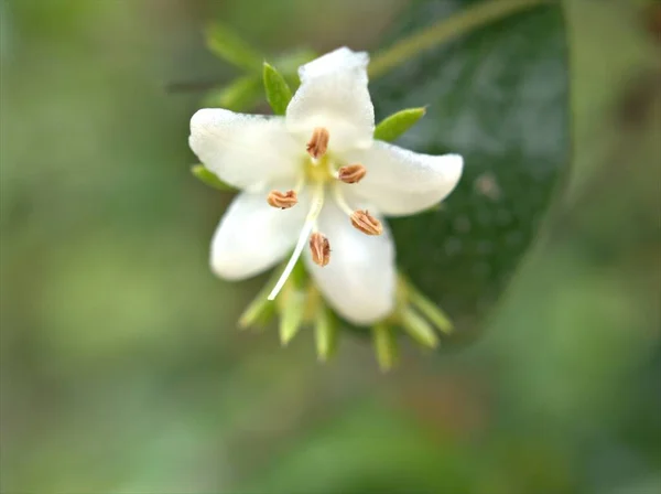 Bahçedeki Beyaz Myoporum Çiçek Bitkilerini Kapatın Arka Planı Bulanık Makro — Stok fotoğraf