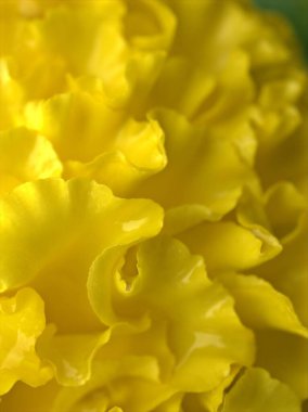 Marigold 'un yakın çekim sarı yaprakları, Tagetes çiçekleri arka planda bulanık bitkiler.