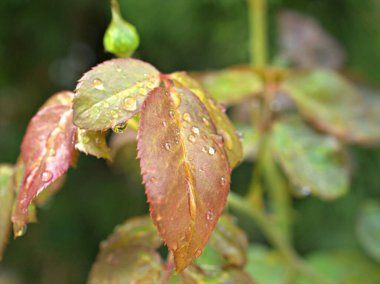 Kapalı pembe gül yaprağı, su damlaları ve bulanık arka plan, makro resim, bahçedeki pembe genç yapraklar, tatlı renk, yağmurdaki sonbahar yaprakları.