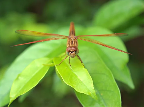 Närbild Makro Insekt Crimson Träsk Glidare Dragonfly Trithemis Aurora Gröna — Stockfoto