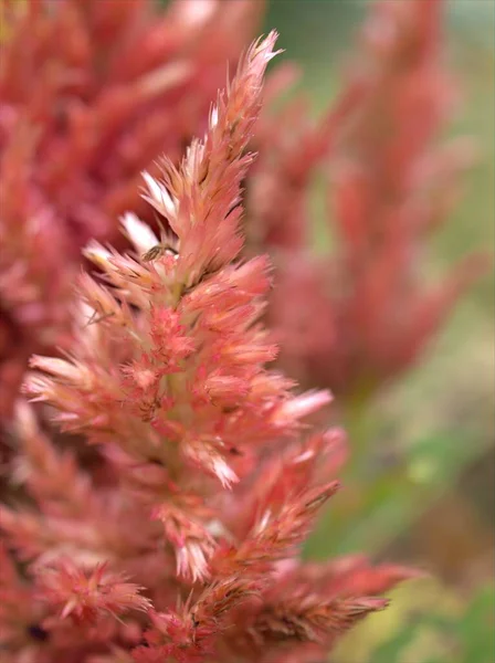 Gros Plan Macro Fleur Rose Peigne Plumes Celosia Argentea Plantes — Photo