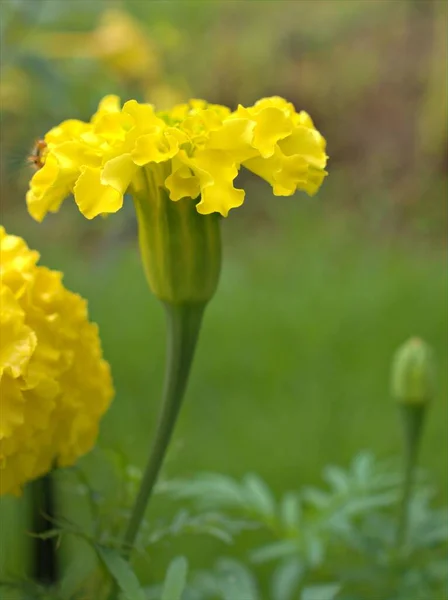 Крупный План Макрожелтые Лепестки Мэриголд Tagetes Цветы Растений Саду Размытым — стоковое фото