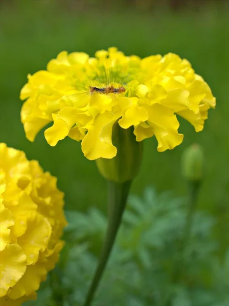 Detailní Makro Žluté Okvětní Lístky Marigold Tagetes Květiny Rostliny Zahradě — Stock fotografie
