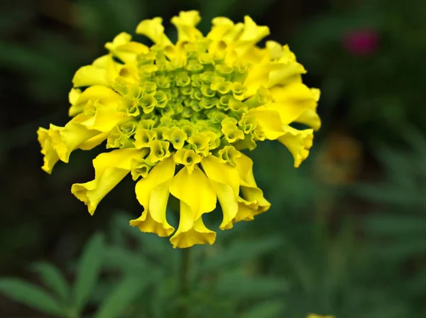 Zbliżenie Makro Żółte Płatki Nagietka Tagetes Kwiaty Roślin Ogrodzie Rozmytym — Zdjęcie stockowe