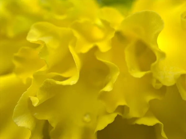 Closeup Macro Pétalas Amarelas Marigold Tagetes Flores Plantas Jardim Com — Fotografia de Stock