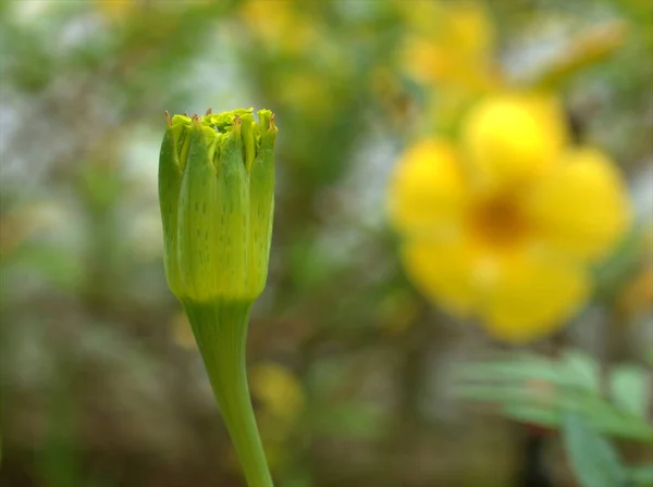 Szekrény Makró Sárga Szirmok Marigold Tagetes Virágok Növények Kertben Homályos — Stock Fotó