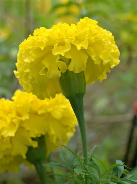 Marigold Yakın Çekim Sarı Yaprakları Tagetes Çiçekleri Arka Planda Bulanık — Stok fotoğraf