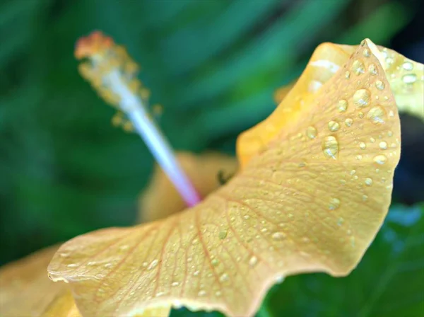 水滴と背景のぼやけた庭でハイビスカスの蕾の花の黄色の花弁を閉じ マクロ画像 — ストック写真