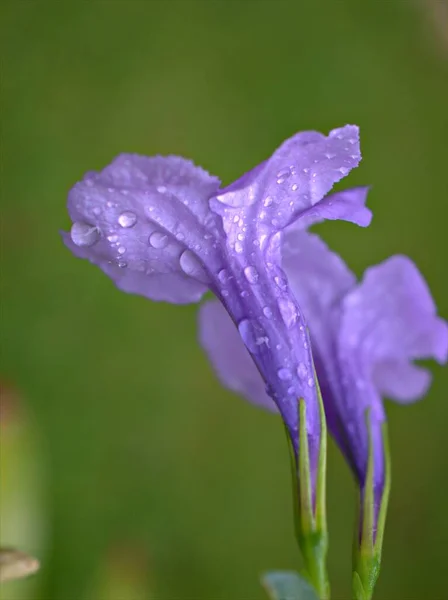 Крупный План Фиолетовый Фиолетовый Цветок Ruellia Toberosa Дикий Цветок Петунии — стоковое фото