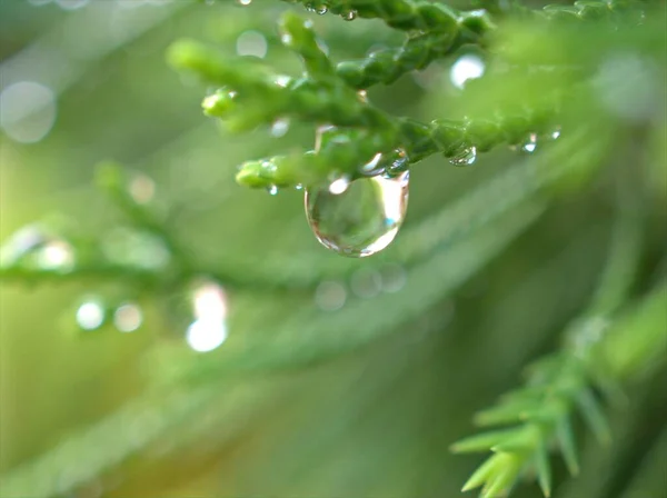 Närbild Vattendroppar Grönt Blad Med Suddig Bakgrund Regndroppar Blad Dagg — Stockfoto