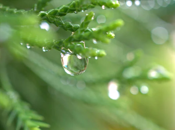 Närbild Vattendroppar Grönt Blad Med Suddig Bakgrund Regndroppar Blad Dagg — Stockfoto