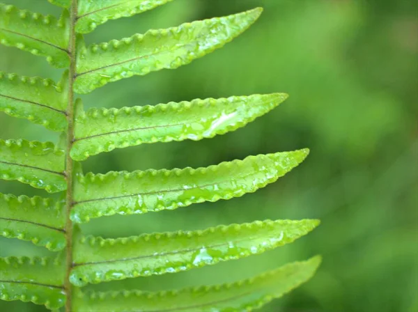 背景がぼやけているシダ植物の緑の葉を閉じる 若い葉 マクロ画像 — ストック写真