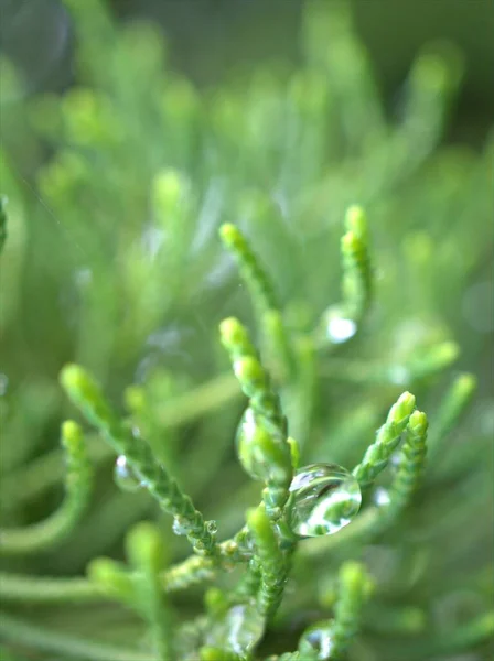 Nahaufnahme Wassertropfen Auf Grünem Blatt Mit Verschwommenem Hintergrund Regentropfen Auf — Stockfoto