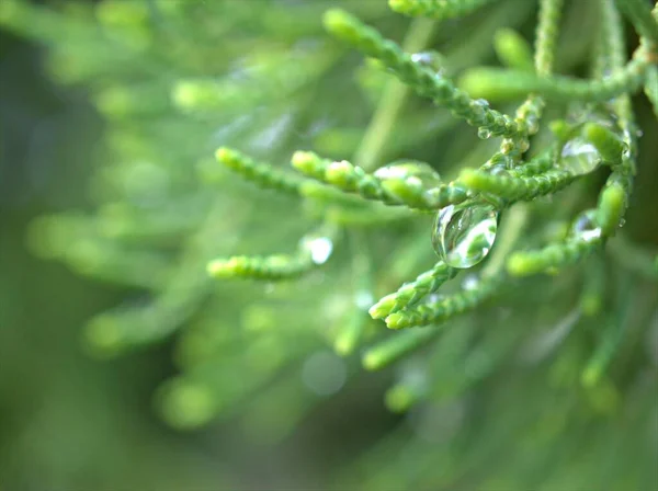 Nahaufnahme Wassertropfen Auf Grünem Blatt Mit Verschwommenem Hintergrund Regentropfen Auf — Stockfoto