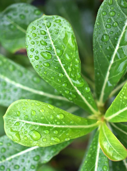 绿叶上有水滴 背景模糊 叶上有雨滴 植物上有露珠 宏观形象 — 图库照片