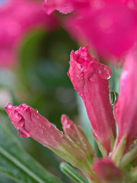 Closeup pink bud flower of desert rose with water drops in garden and blurred background ,macro image ,sweet color