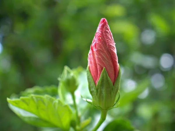 Yeşil Yapraklı Bulanık Arkaplanlı Kırmızı Pembe Çiçek Tomurcuğu Makro Resim — Stok fotoğraf