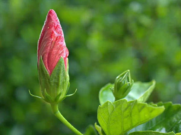 Yeşil Yapraklı Bulanık Arkaplanlı Kırmızı Pembe Çiçek Tomurcuğu Makro Resim — Stok fotoğraf