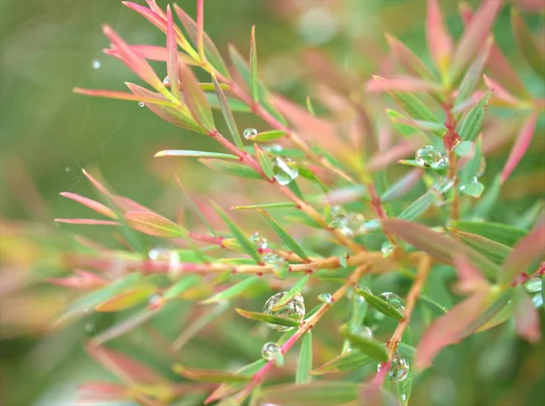 Nahaufnahme Rosafarbenes Ellwood Blattgold Chamaecyparis Lawoniana Garten Mit Wassertropfen Und — Stockfoto