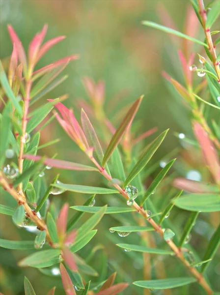 Nahaufnahme Rosafarbenes Ellwood Blattgold Chamaecyparis Lawoniana Garten Mit Wassertropfen Und — Stockfoto