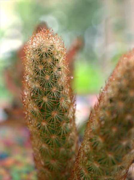 Närbild Makro Grön Mammillaria Elongata Kopper Kung Kaktus Öken Växter — Stockfoto