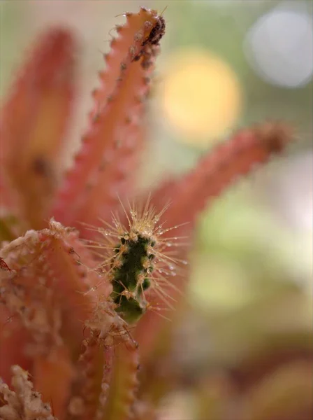 Szoros Makró Rózsaszín Acanthocereus Tetragonus Tündérkastély Kaktusz Sivatagi Növények Homályos — Stock Fotó