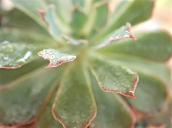 叶绿素植物 有水滴和模糊背景的仙人掌荒漠植物 宏观形象 — 图库照片
