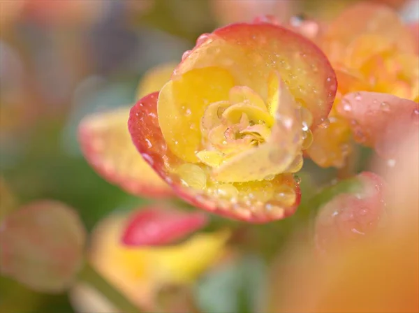 정원에 빗방울이 떨어지고 배경이 베고니아 노란색 매크로 이미지 — 스톡 사진