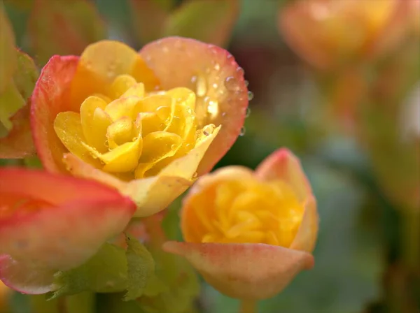 Gros Plan Pétales Jaune Fleur Bégonia Avec Gouttes Pluie Eau — Photo