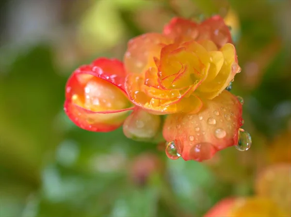 Closeup Petals Yellow Begonia Flower Water Rain Drops Garden Blurred — Stock Photo, Image