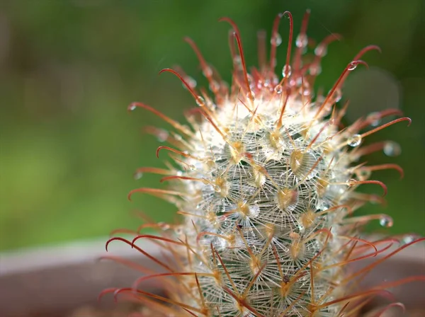 Closeup Macro Cactus Mammillaria Bombycina Desert Plant Water Drops Green — Stock Photo, Image