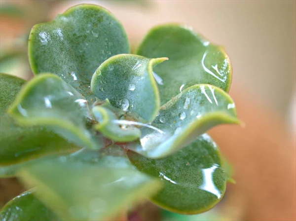 木乃伊 仙人掌 带水滴和模糊背景的仙人掌荒漠植物 — 图库照片